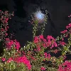 nir_e8