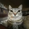 marc_5441