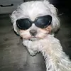 julinho.gato.gato