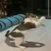 meowmed.ali1