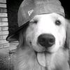 anjing_r