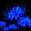 blu_spider_lily