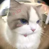 23_susii_01