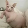 larry_tech_cat
