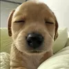 chipyeuoy_211