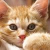 petlovertimes