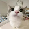 asharkygod