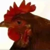 usercteez