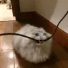 catthatbitthecable