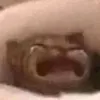 zzz37826
