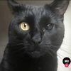 black_cat_n13