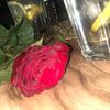 gull_xanm882