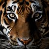 hendrasinaga72