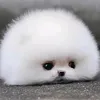 tadzio762