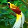 alex_papu44
