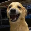 Cleitinho fubá