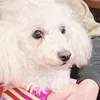 nogiyae