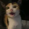 nhtran_64