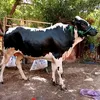 موسى نعيم للبيع المواشي 🐄✨💞