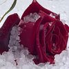 user39812511813326