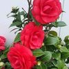 user8205551826133