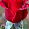 shabir.ahmed.shab00