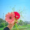 shakhfarid33