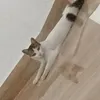 remindcbdtoilet