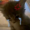 meeooww_s