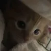 tiktok.lonz