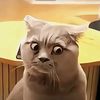 samir__632