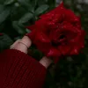 roro358633