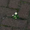 wert_064