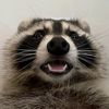 twixthecheesyracoon