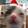 gatinho_do_natal66