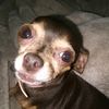 chloepuppy64