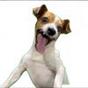 Dog Reacts