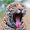Animal World