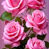 hgmmhihe