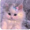 mai.ahmed3258