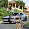 52019409240ali
