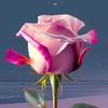 mdumairkhan15