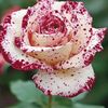 rahman.hossaien