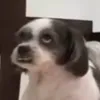 ntprvcr