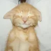 hi_hi0123