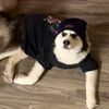 sunnythemalamute