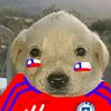 nachogol77
