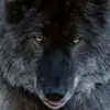 giorgfbihzy8