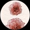 rose404978