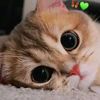 user6201841957994